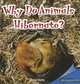Why Do Animals Hibernate? (Infomax Common Core Readers), David Martin 
