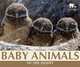Baby Animals of the Desert (Nature