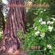 California Redwoods 2013 Calendar, Apollo Publishers 