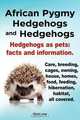 African Pygmy Hedgehogs and Hedgehogs. Hedgehogs as pets, Elliott Lang 