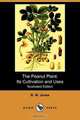 The Peanut Plant, B. W. Jones 
