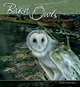 Barn Owls Calendar 2013, 