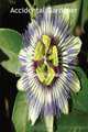 Accidental Gardener, Catherine Charlesworth 