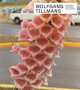 Wolfgang Tillmans, Burton Johanna, Halley Peter 