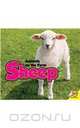 Sheep (Animals on the Farm), Megan Kopp 