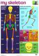 My Skeleton chart (laminated, 520x760mm), 