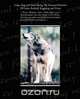 Lobo, Rag and Vixen Being The Personal Histories Of Lobo, Redruff, Raggylug and Vixen, Ernest Seton-Thompson 