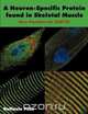 A Neuron-Specific Protein found in Skeletal Muscle, Raffaele Pilla 