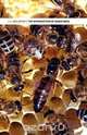 The Introduction of Queen Bees, L. E. Snelgrove 
