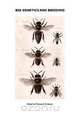 Bee Genetics and Breeding, T E Rinderer 