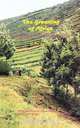 The Greening of Africa. Breaking Through in the Battle for Land and Food, Paul Harrison 