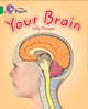 Your Brain, Morgan Sally 