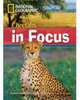 Cheetahs in Focus, Waring Rob 