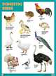 Плакаты (англ). Domestic Birds (Домашние птицы), 