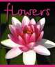 Тет.48л.мел.Flower-36167 (4в), 