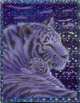 Тет.96л.пл.гол.Kentaro-36264, 
