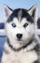 Grumpy Dog (А5), 
