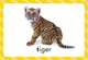 Skills for Starting School: ABC Games + flashcards, Coltman Penny 