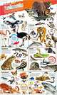 DKfindout! Animals Poster. Wall Chart, 