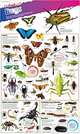 DKfindout! Bugs. Poster, 