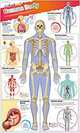 DKfindout! Human Body Poster. Wall Chart, 