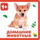 Домашние животные, 