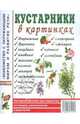 Кустарник в картинках: Наглядное пособие для педагогов, логопедов, воспитателей и родителей: Приложение к пособию Т.А. Шорыгиной "Кустарники. Какие они? - (Знакомство с окружающим, Шорыгина Т.А. 