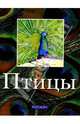 Птицы, Костин Алексей, Рубинштейн Наталья 