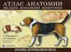 Атлас анатомии мелких домашних животных (305х230), Маккракен Томас О., Кайнер Роберт А. 