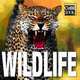Wildlife, Valeria Manferto De Fabianis 