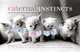 Caternal Instincts: The Feline Guide to Mastering Motherhood, Montaquila Christine 