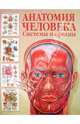 Анатомия человека. Системы и органы, Махиянова Е. 