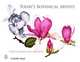 Today's Botanical Artists, Cora Marcus 