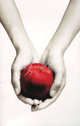 Twilight, Stephenie Meyer 