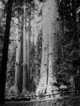 Man Ray: Trees & Flowers-Insects & Animals, Man Ray 