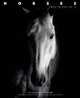Horses: Master Portraits, Fabio Petroni 