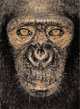 James Mollison: James & Other Apes, James Mollison 
