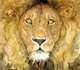 Lion and the Mouse, Jerry Pinkney 