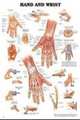 Hand and Wrist Anatomical Chart, ACC 