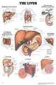 The Liver Anatomical Chart, ACC 
