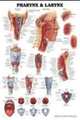 Pharynx & Larynx Anatomical Chart, ACC 