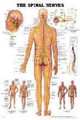 The Spinal Nerves Anatomical Chart, ACC 