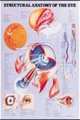 Structural Anatomy of the Eye Anatomical Chart, Lippincott Williams & Wilkins 
