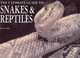 Snakes & Reptiles (Chunky P/B), 
