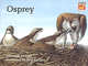 Osprey, Meredith Hooper 