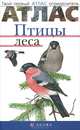 Птицы леса. (Твой первый атлас-определитель), Бровкина Евгения Тихоновна, Сивоглазов Владислав Иванович 