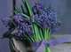 Flower Displays Bumper Card Pack: Grape Hyacinth, Anness 