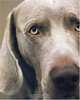 William Wegman Polaroids, 
