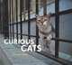 Curious Cats, Mitsuaki Iwago 
