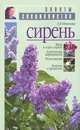 Сирень, Иванова Зинаида Яковлевна 